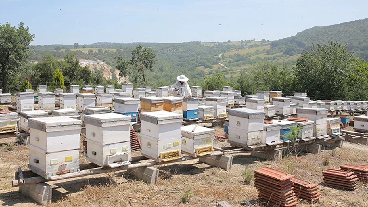 TİGEM Arı Kovanı İhalesi 2024 Ne Zaman, İhale Tarihi Belli mi, Başvuru Şartı Ne?